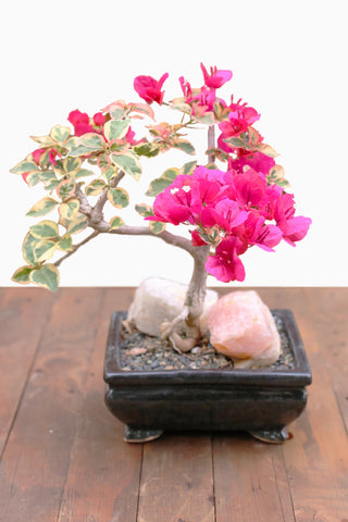 Bonsai Plants