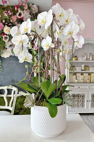 Luna Orchids