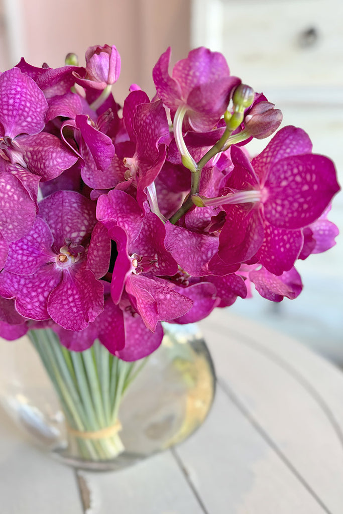 Magenta Darling Orchids