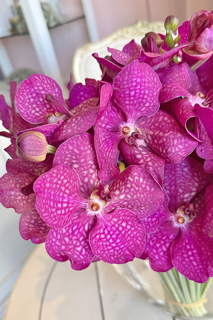 Magenta Darling Orchids