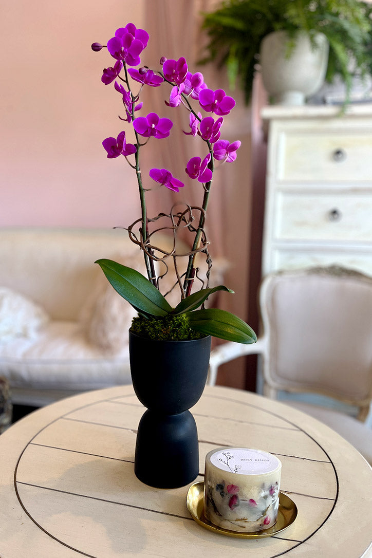 Magenta Maiden Orchids