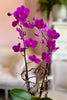 Magenta Maiden Orchids