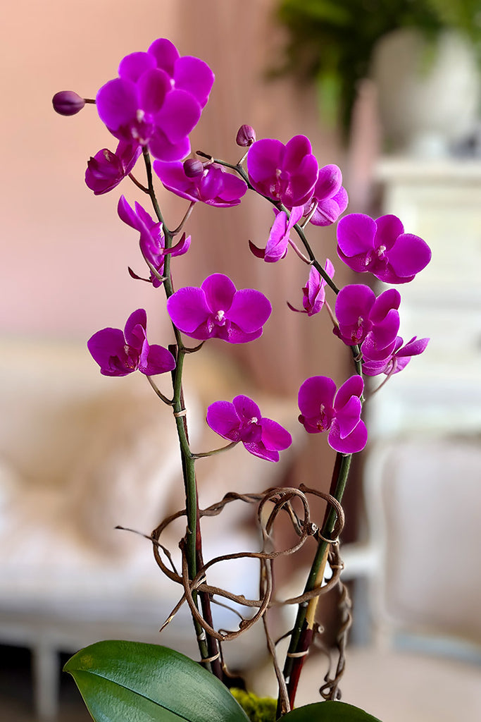 Magenta Maiden Orchids