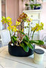 Malibu Citron Orchids