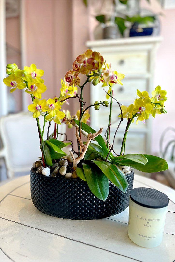 Malibu Citron Orchids