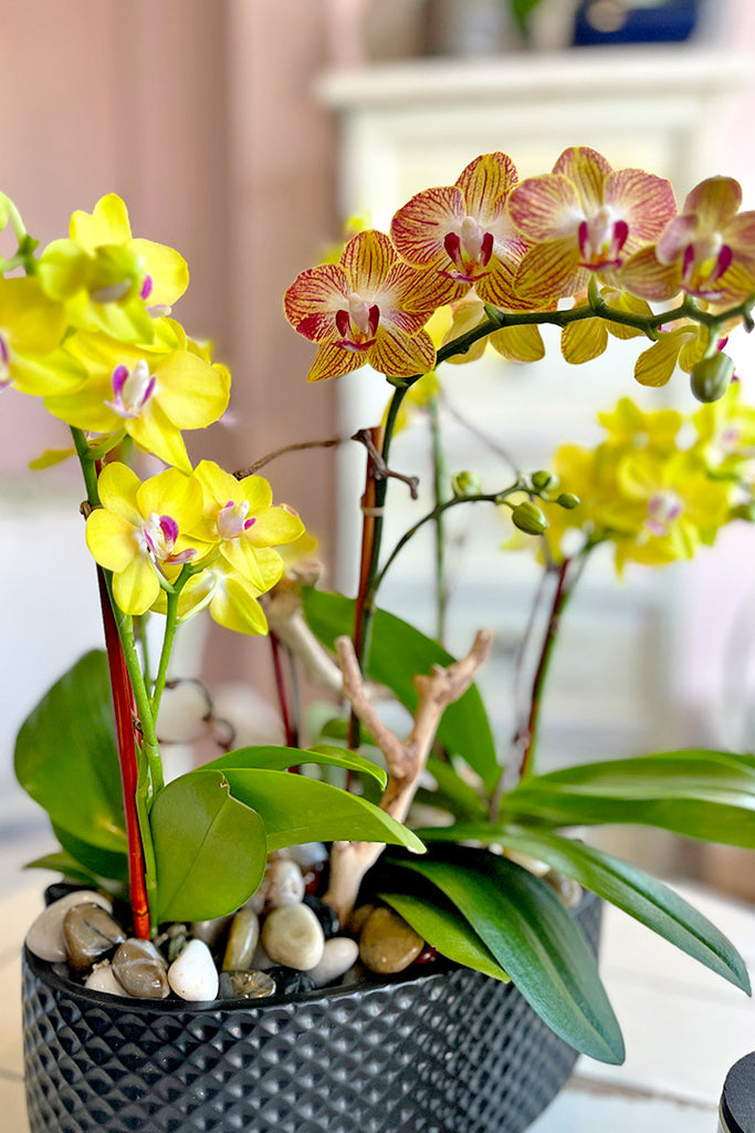 Malibu Citron Orchids