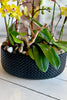 Malibu Citron Orchids