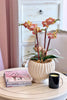 Mango Tango Orchids
