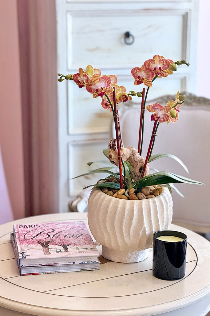 Mango Tango Orchids
