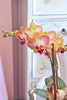 Mango Tango Orchids
