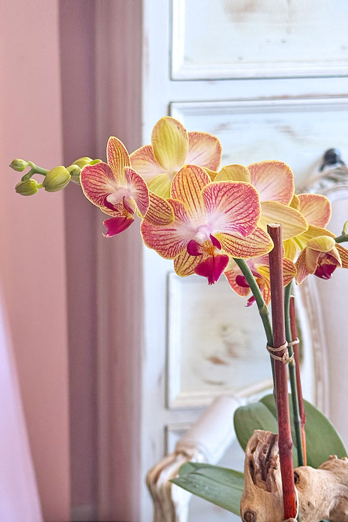 Mango Tango Orchids