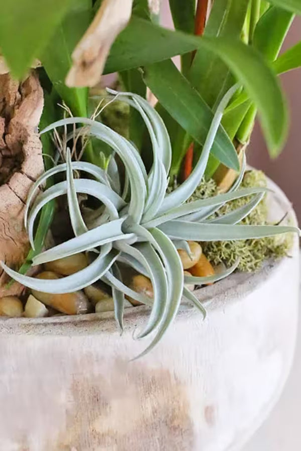 Air Plant