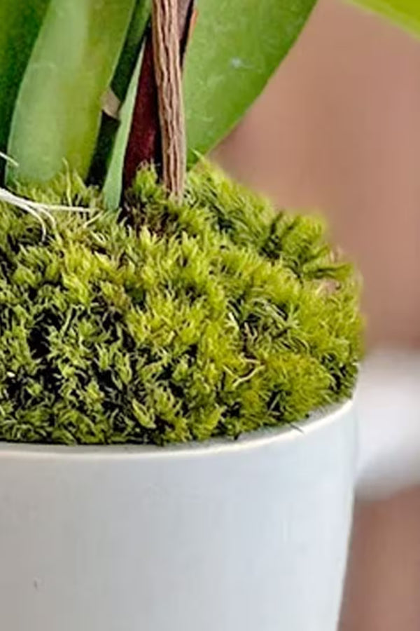 Moss