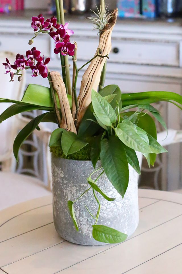 philodendron merlot Merlot Moonlight – Orchid Republic Floral Boutique
