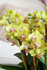 Morning Mimosa Orchids