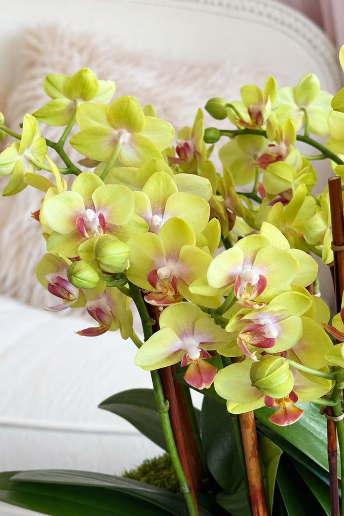 Morning Mimosa Orchids