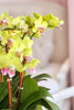 Morning Mimosa Orchids