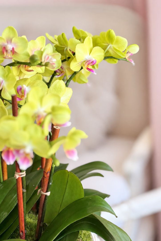 Morning Mimosa Orchids