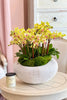 Morning Mimosa Orchids