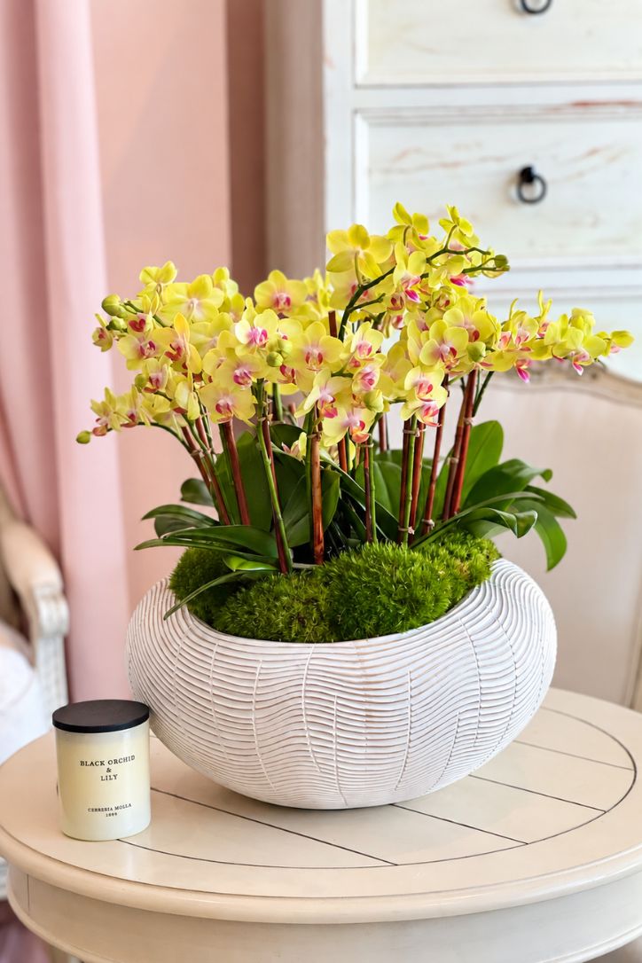 Morning Mimosa Orchids
