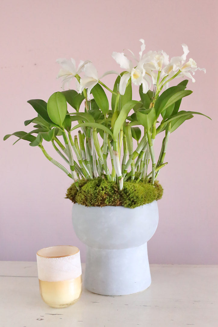 Moss and Pearl