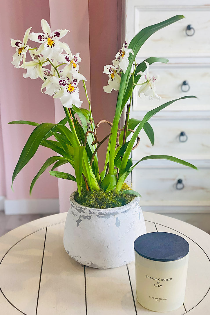 Nalani Orchids