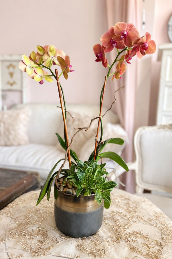Nectarine Noir Orchids