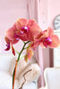Nectarine Noir Orchids
