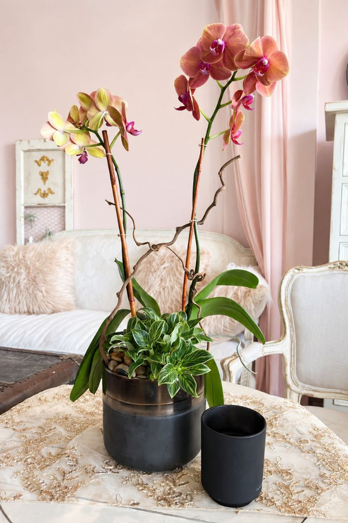 Nectarine Noir Orchids