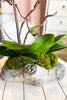 Santa Monica Orchids