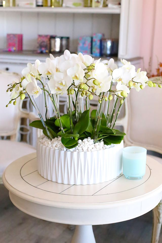 Ojai Orchid Paradise (Large)