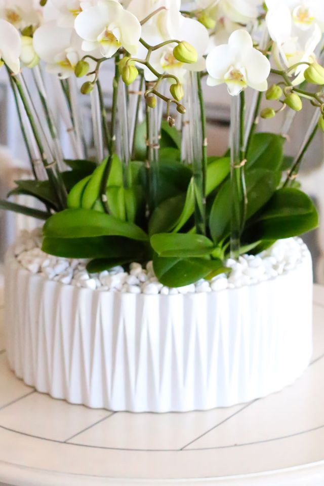 Ojai Orchid Paradise (Large)