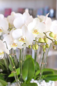 Ojai Orchid Paradise (Large)