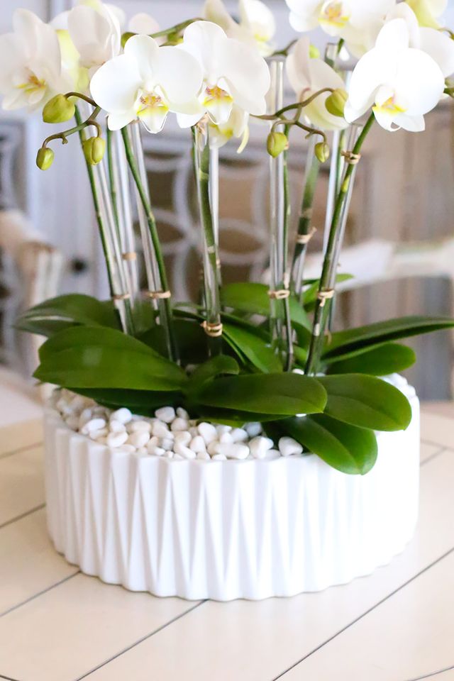 Ojai Orchid Paradise