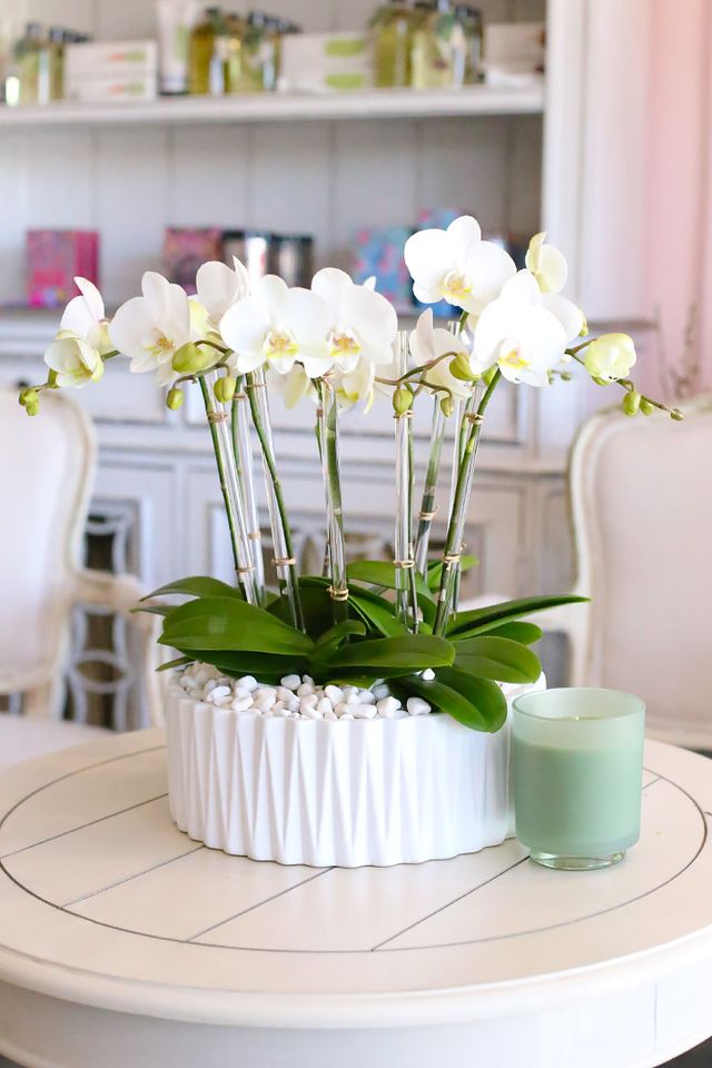 Ojai Orchid Paradise