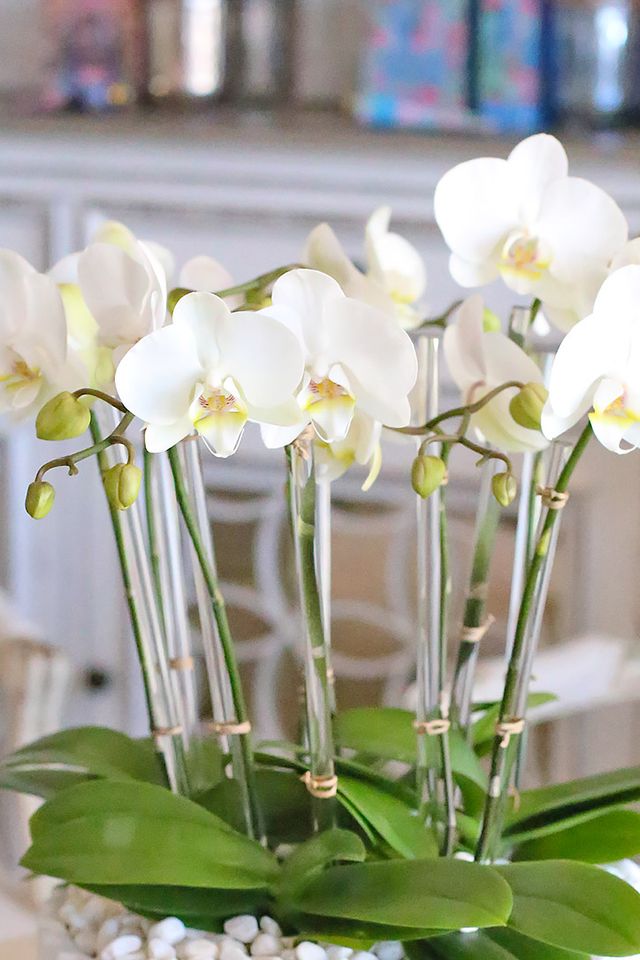 Ojai Orchid Paradise