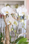Santa Clarita Orchids