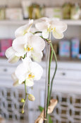 San Marino Orchids