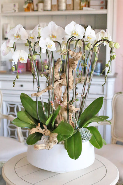 Glendale Orchids