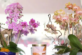 Orchid Subscription & Refresh