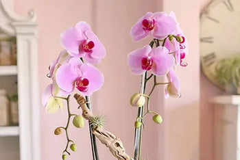 Shop for Orchids