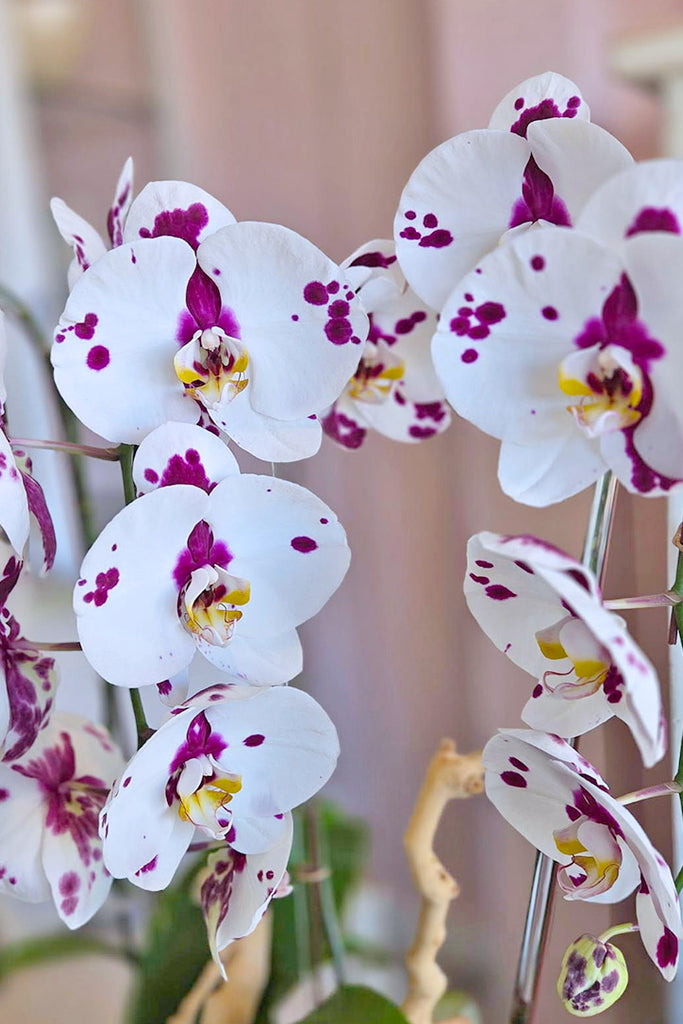 Painted Lady Orchids