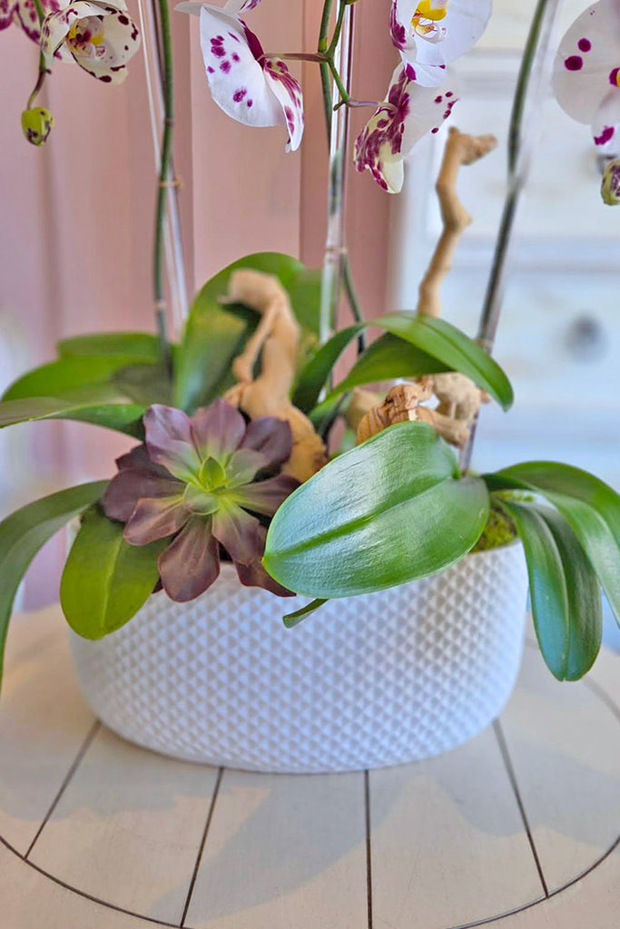 Painted Lady Orchids