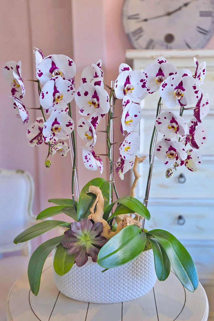 Painted Lady Orchids