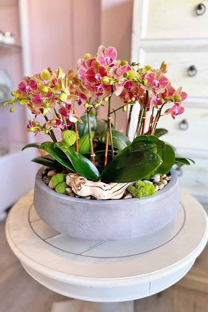 Palos Verdes Orchids