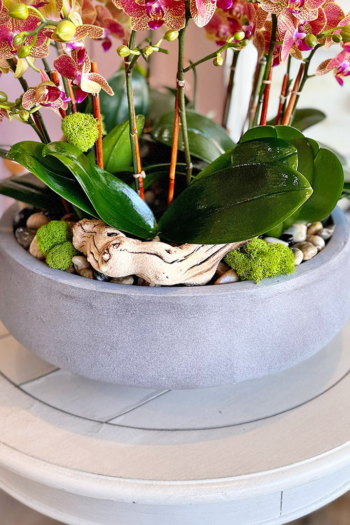 Palos Verdes Orchids