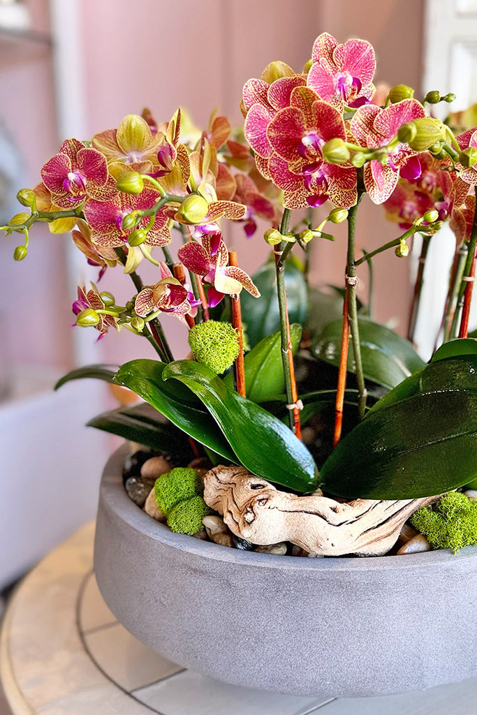 Palos Verdes Orchids