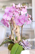 Pink Pasadena Orchids