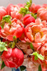 Peony for Your Thoughts