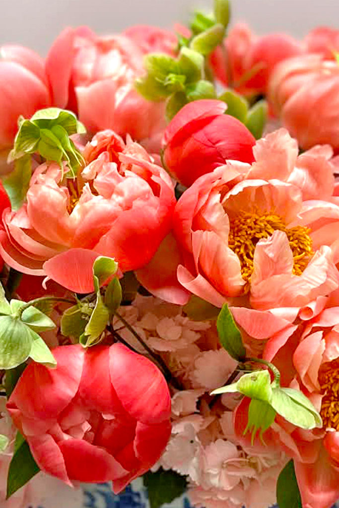 Peony for Your Thoughts